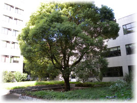 bldg2_tree